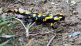 /album/fotogaleria/salamandra-jpg/